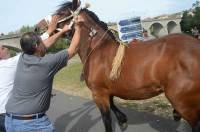 Chaque cheval est certifié et marqué au fer rouge.