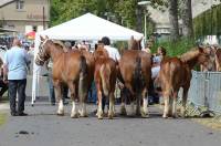 Retournac : 19 juments qualifiées pour le Sommet de l&#039;élevage à Cournon