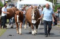 Retournac : 19 juments qualifiées pour le Sommet de l&#039;élevage à Cournon