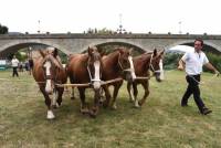 Pour le prix de famille, on rassemble tous les générations d&#039;une même lignée, comme ici les chevaux de Paul Faure. Photo Lucien Soyère