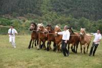 Pour le prix de famille, on rassemble tous les générations d&#039;une même lignée, comme ici l&#039;élevage de Philippe Jouve. Photo Lucien Soyère