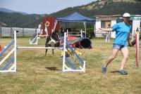 Yssingeaux : 71 chiens à l&#039;épreuve de l&#039;agility