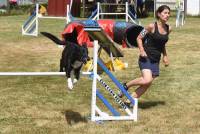 Yssingeaux : 71 chiens à l&#039;épreuve de l&#039;agility