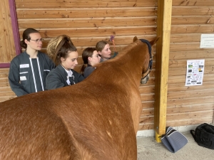 Yssingeaux : les filières équine et agricole rassemblées dans un même concours