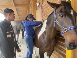 Yssingeaux : les filières équine et agricole rassemblées dans un même concours