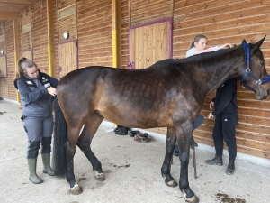 Yssingeaux : les filières équine et agricole rassemblées dans un même concours