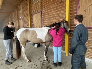 Yssingeaux : les filières équine et agricole rassemblées dans un même concours