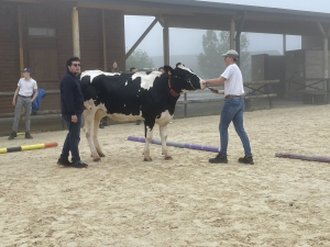 Yssingeaux : les filières équine et agricole rassemblées dans un même concours