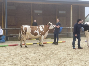 Yssingeaux : les filières équine et agricole rassemblées dans un même concours