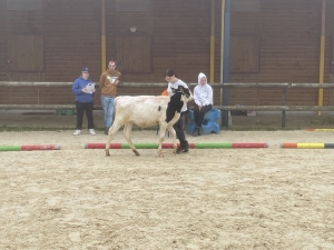 Yssingeaux : les filières équine et agricole rassemblées dans un même concours