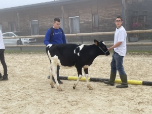 Yssingeaux : les filières équine et agricole rassemblées dans un même concours