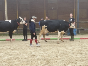 Yssingeaux : les filières équine et agricole rassemblées dans un même concours