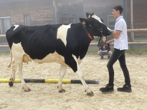 Yssingeaux : les filières équine et agricole rassemblées dans un même concours