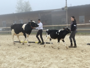 Yssingeaux : les filières équine et agricole rassemblées dans un même concours