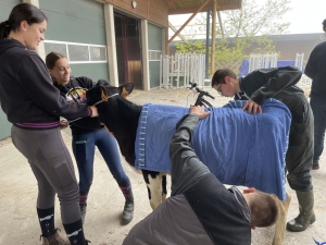 Yssingeaux : les filières équine et agricole rassemblées dans un même concours