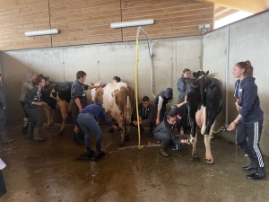 Yssingeaux : les filières équine et agricole rassemblées dans un même concours