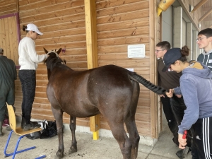 Yssingeaux : les filières équine et agricole rassemblées dans un même concours