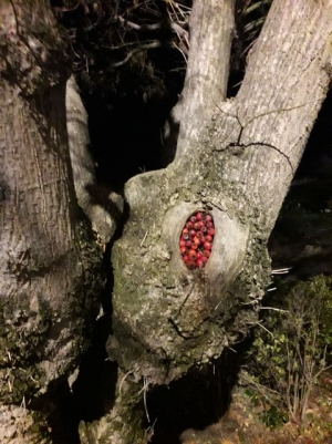 Des arbres pansés et décorés avec du cynorrhodon