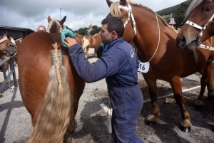 Les Estables : 50 chevaux comtois et ardennais au concours &quot;modèle et allures&quot;