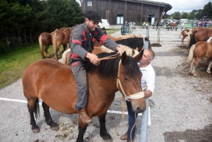 Les Estables : 50 chevaux comtois et ardennais au concours &quot;modèle et allures&quot;