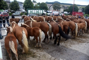 Les Estables : 50 chevaux comtois et ardennais au concours &quot;modèle et allures&quot;