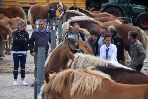 Les Estables : 50 chevaux comtois et ardennais au concours &quot;modèle et allures&quot;