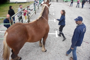 Les Estables : 50 chevaux comtois et ardennais au concours &quot;modèle et allures&quot;