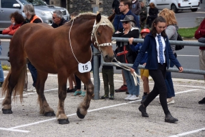 Les Estables : 50 chevaux comtois et ardennais au concours &quot;modèle et allures&quot;