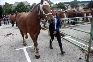 Les Estables : 50 chevaux comtois et ardennais au concours &quot;modèle et allures&quot;