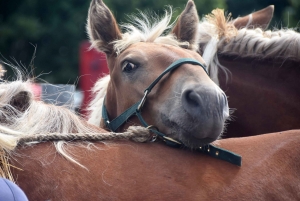 Les Estables : 50 chevaux comtois et ardennais au concours &quot;modèle et allures&quot;