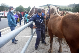 Les Estables : 50 chevaux comtois et ardennais au concours &quot;modèle et allures&quot;