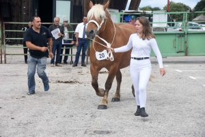 Les Estables : 50 chevaux comtois et ardennais au concours &quot;modèle et allures&quot;