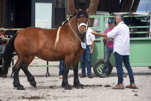 Les Estables : 50 chevaux comtois et ardennais au concours &quot;modèle et allures&quot;