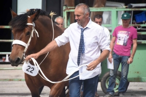 Les Estables : 50 chevaux comtois et ardennais au concours &quot;modèle et allures&quot;