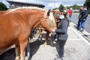 Les Estables : 50 chevaux comtois et ardennais au concours &quot;modèle et allures&quot;