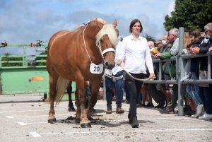 Les Estables : 50 chevaux comtois et ardennais au concours &quot;modèle et allures&quot;