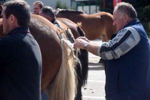 Les Estables : 50 chevaux comtois et ardennais au concours &quot;modèle et allures&quot;