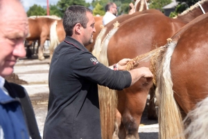 Les Estables : 50 chevaux comtois et ardennais au concours &quot;modèle et allures&quot;