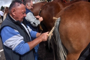 Les Estables : 50 chevaux comtois et ardennais au concours &quot;modèle et allures&quot;