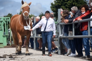 Les Estables : 50 chevaux comtois et ardennais au concours &quot;modèle et allures&quot;