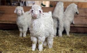 Saint-Pierre-Eynac : la laine de leurs chèvres angora se transforme en Mohair