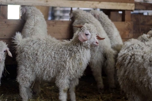 Saint-Pierre-Eynac : la laine de leurs chèvres angora se transforme en Mohair