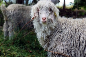 Saint-Pierre-Eynac : la laine de leurs chèvres angora se transforme en Mohair