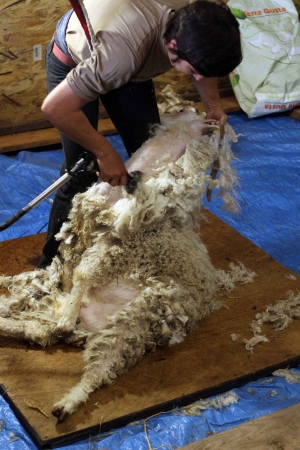 Saint-Pierre-Eynac : la laine de leurs chèvres angora se transforme en Mohair