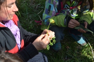 Une sortie découverte des plantes samedi à Chaudeyrolles