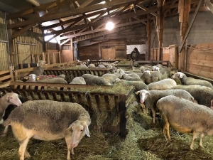 Visites, dégustation, repas : la Bergerie du Vieux Moulin ouvre ses portes les 14 et 15 août