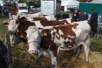 La foire de Saint-Julien-du-Pinet a des allures de mini Salon de l&#039;agriculture