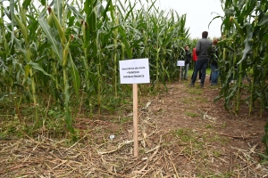 Yssingeaux : une plateforme agronomique pour adapter les cultures aux aléas climatiques