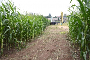 Yssingeaux : une plateforme agronomique pour adapter les cultures aux aléas climatiques