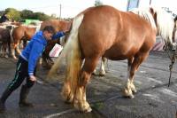 Yssingeaux : dans les coulisses du concours de chevaux lourds